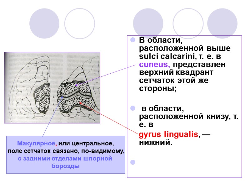 В области, расположенной выше sulci calcarini, т. е. в cuneus, представлен верхний квадрант сетчаток